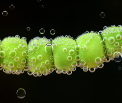 Zastosowanie białka PVII bakteriofaga M13 do specyficznego wiązania nanomateriałów węglowych