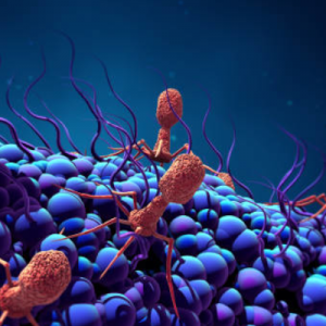 Zastosowanie fagów do zapobiegania i zwalczania infekcji wywołanych serowarami Salmonella Enterica u ludzi i zwierząt